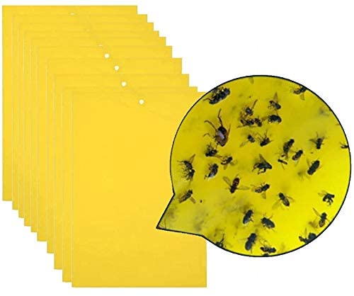 Buy Lavish 20pcs Strong Flies Traps Bugs Sticky Board Catching