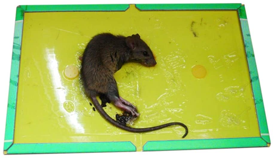 Buy Lavish (pack Of 10) Mouse Trap Glue Sticky Board For Rats, Cockroaches,  Spiders Etc. Non-toxic Eco-friendly Online in UAE